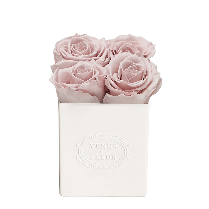 Roses / Dusty Rose
